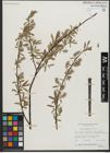 Foto von Salix gracilis Andersson